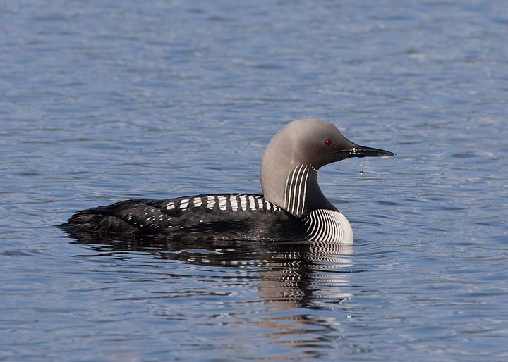 Pacific Loon