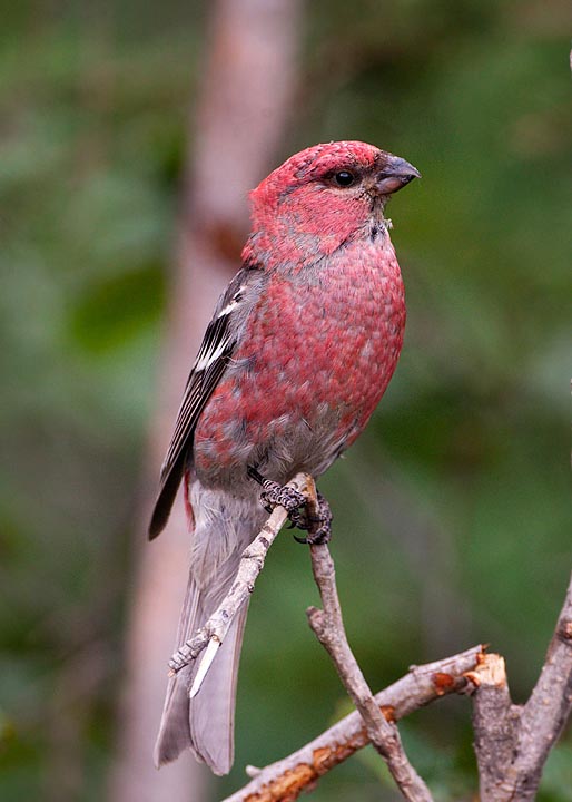 Pine Grosbeak