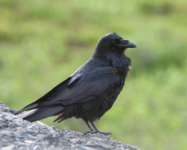 Common Raven