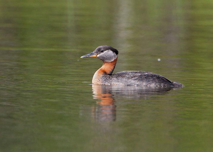 red-necked grebe