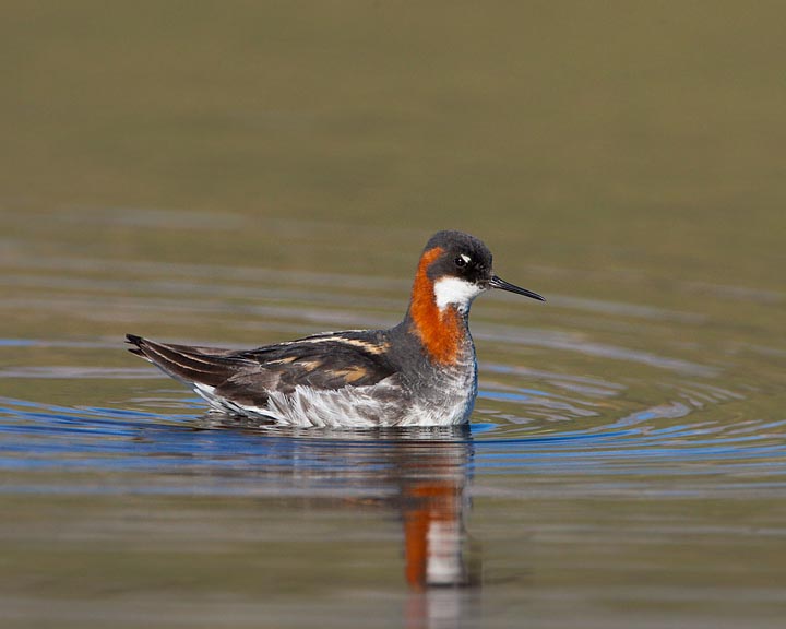 Red-necked Phalarope