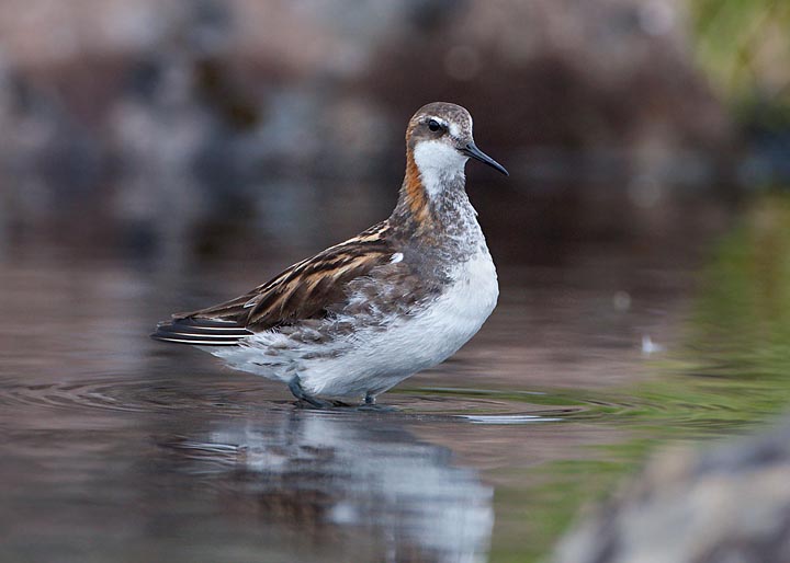 Red-necked Phalarope