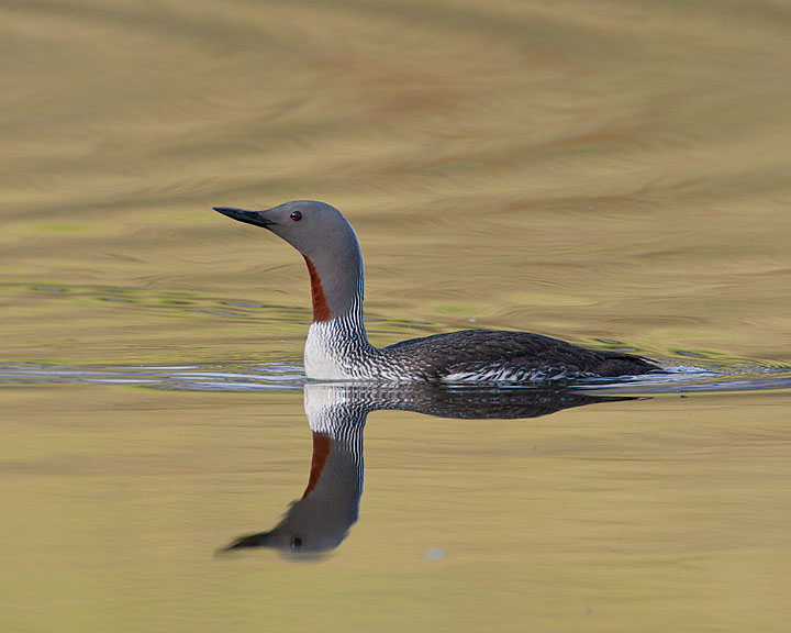 Red-throated Loon