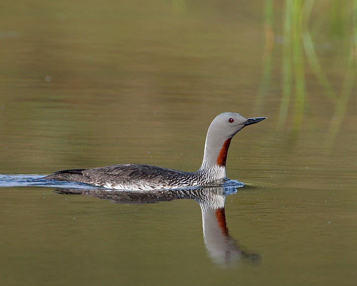 Red-throated Loon