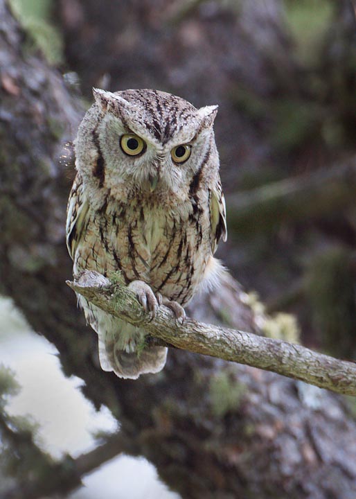 Eastern Screech-Owl