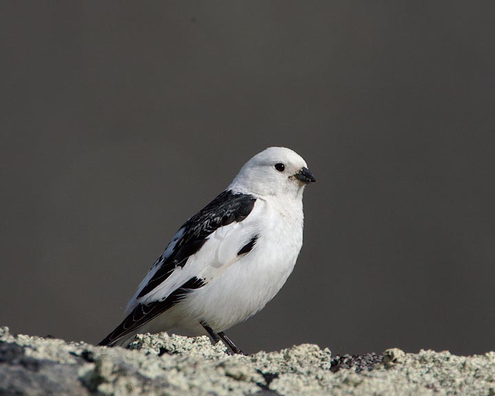 Snow Bunting