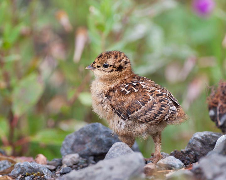 sooty grouse