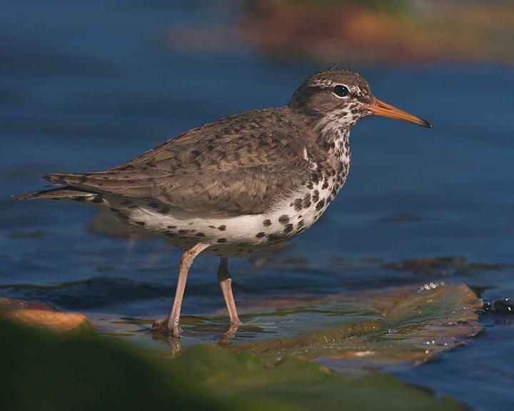 spotted sandpiper