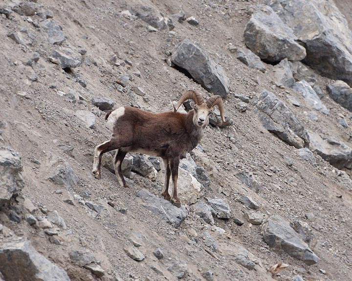 Stone Sheep