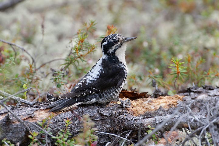 American Three-toed Woodpecker