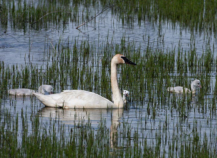 trumpeter swans