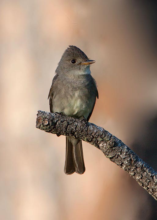 western wood-pewee