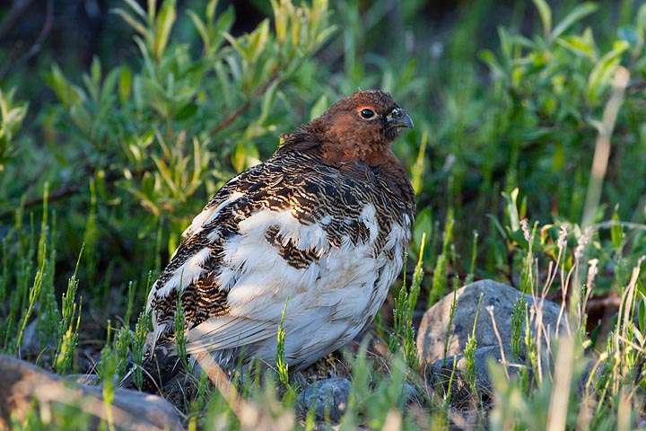 Willow Ptarmigan