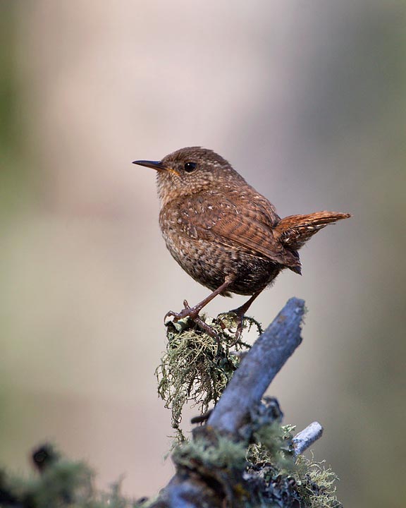 Winter Wren