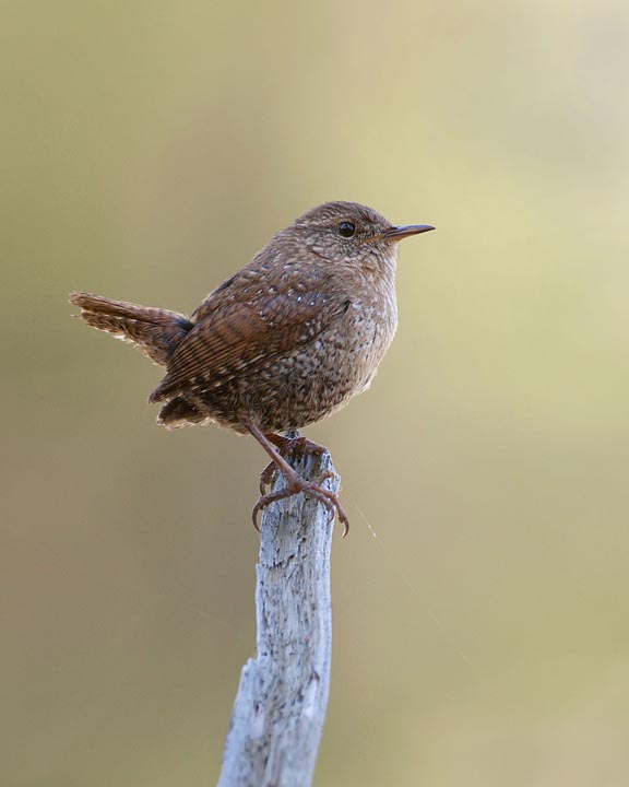 Winter Wren