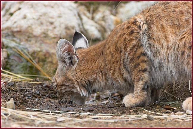 bobcat