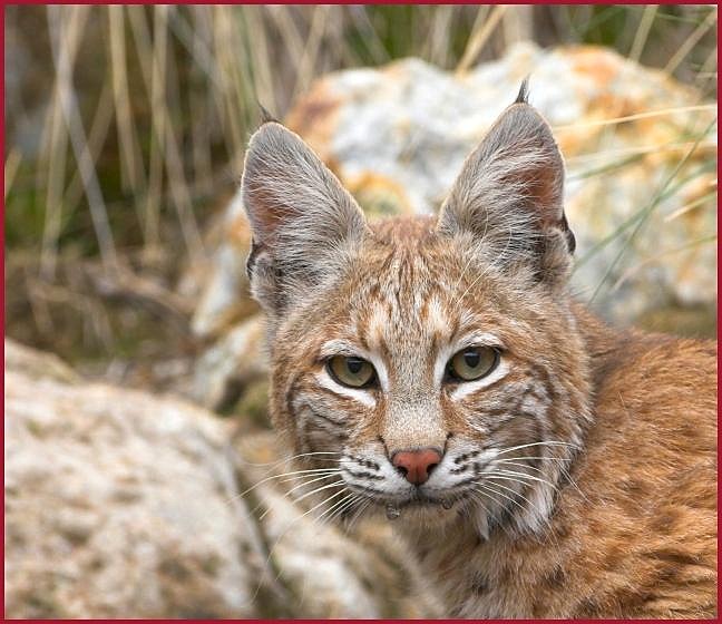 bobcat