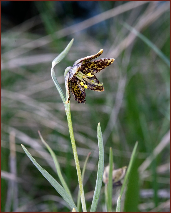 Fritillaria atropurpurea Leopard Lily