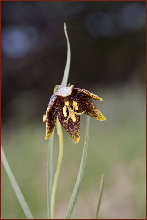 leopard lily 