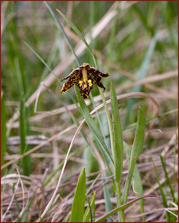 Fritillaria atropurpurea