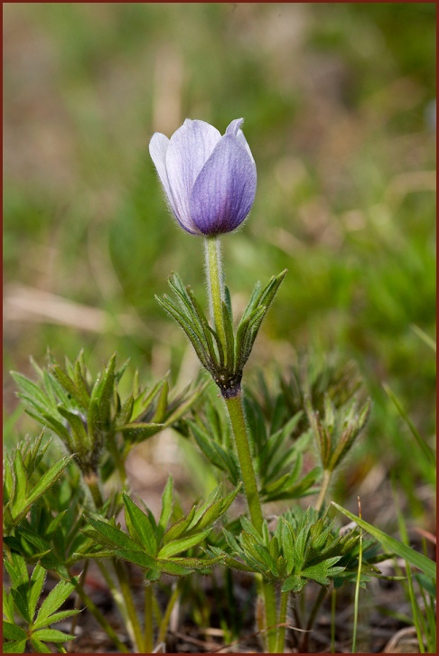 pasque flower   Pulsatilla patens 