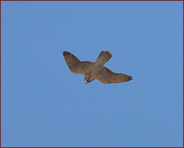 gyrfalcon