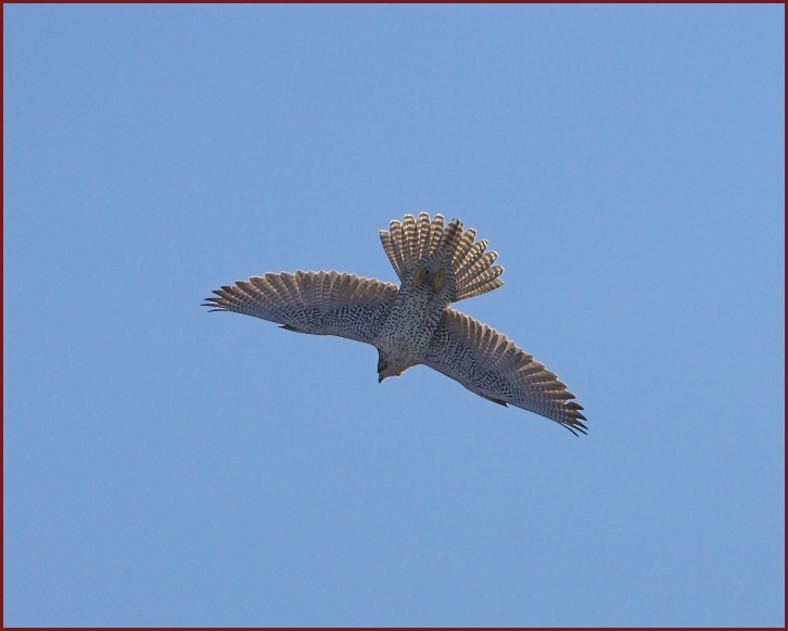 gyrfalcon