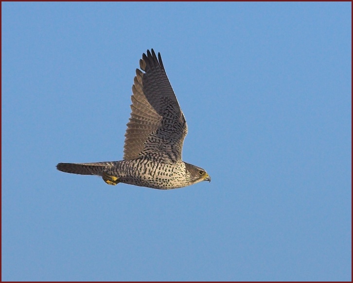 gyrfalcon