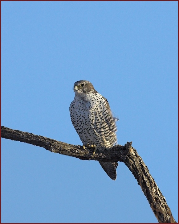 gyrfalcon