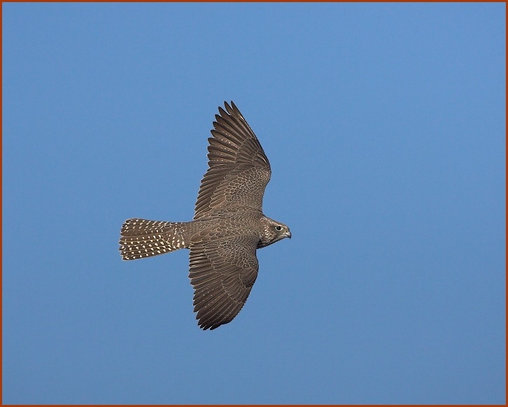 gyrfalcon