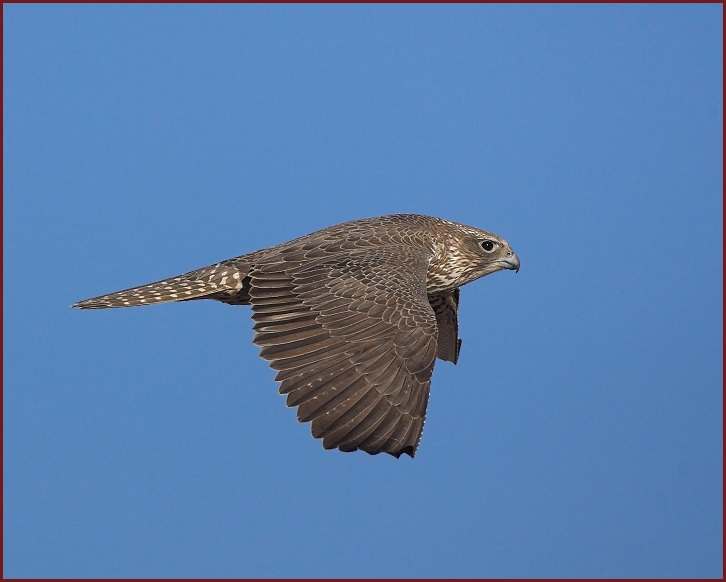 gyrfalcon 