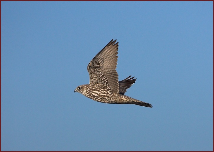 gyrfalcon