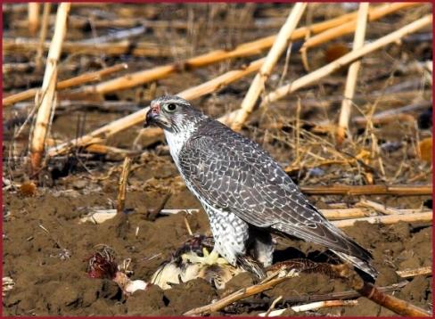 gyrfalcon