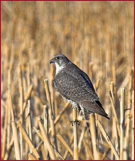 gyrfalcon