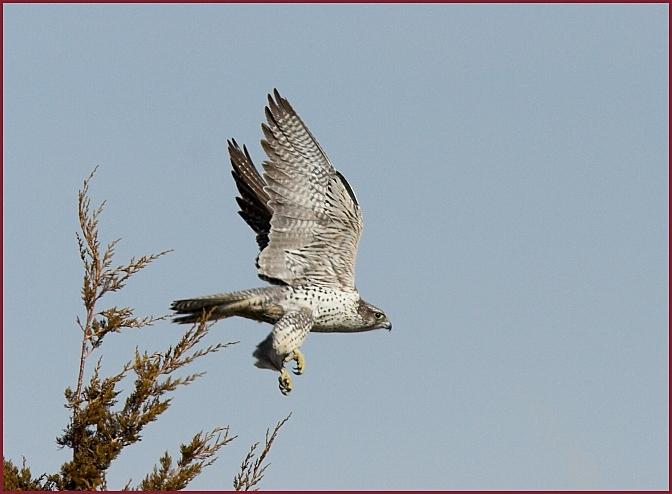 gyrfalcon