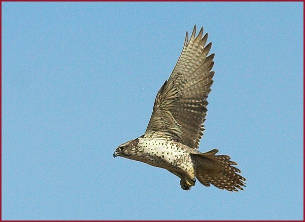 gyrfalcon