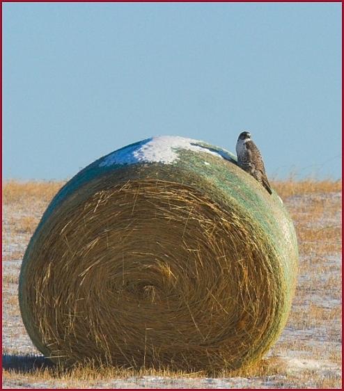 gyrfalcon