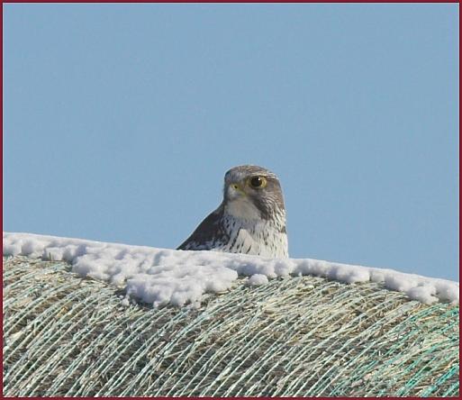 gyrfalcon