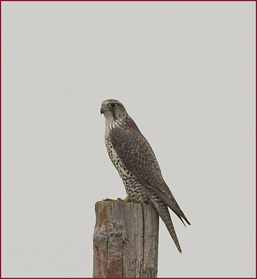 gyrfalcon