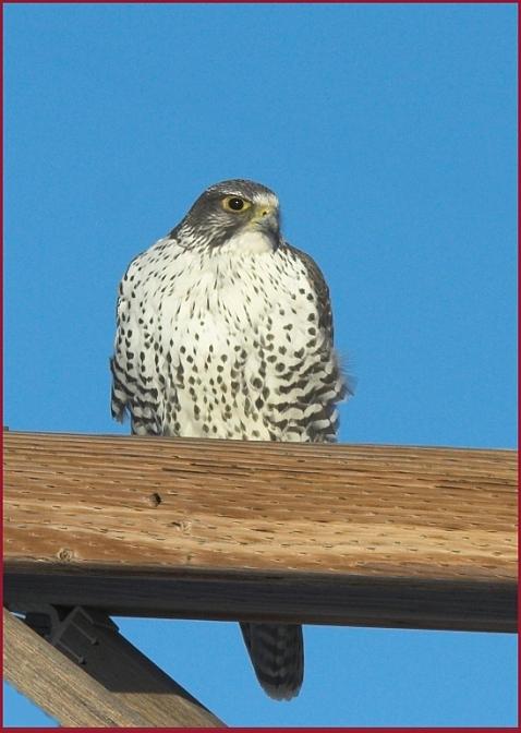 gyrfalcon