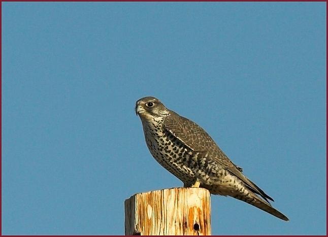 gyrfalcon