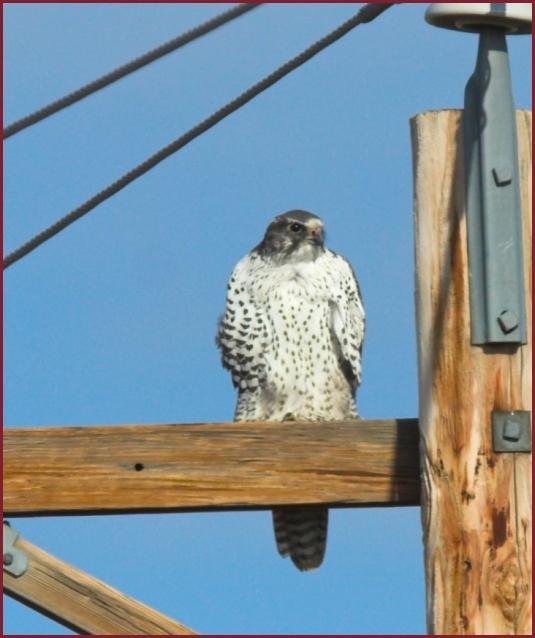 gyrfalcon