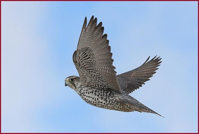 gyrfalcon