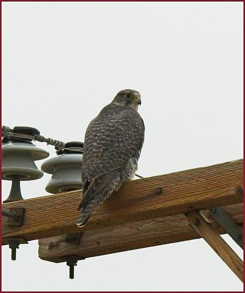 gyrfalcon