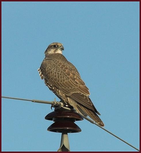 gyrfalcon