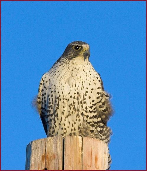 gyrfalcon