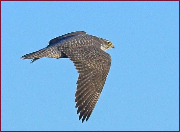 gyrfalcon