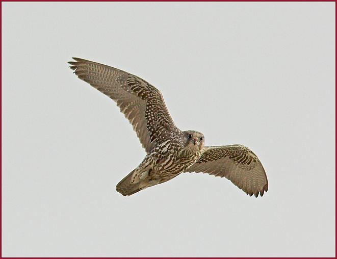 gyrfalcon