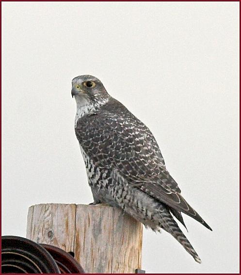 gyrfalcon