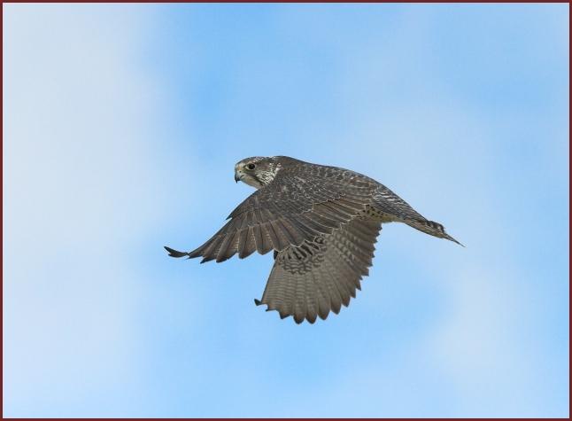 gyrfalcon